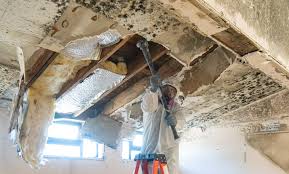 Mold Odor Removal Services in Mead, WA